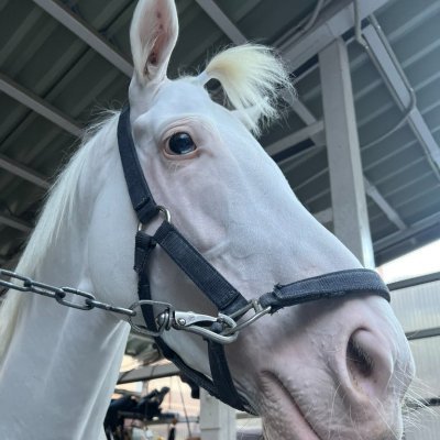 rock_rdw's profile picture. MTG/FGO/競馬/釣り/ゴルフ/阪神 節操無しです。