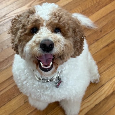 Poppythedogcoin's profile picture. The floofiest dog on the blockchain 🐶 Watch Poppy moon live! $Poppy Coin launch coming soon!