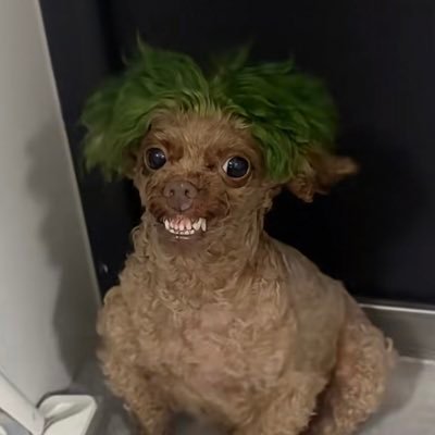 9MemeEnthusiast's profile picture. 欢迎来到模因之都