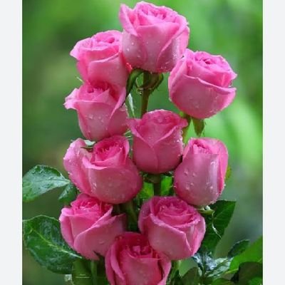 Mohamed Shoaib Abo shoaib