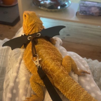 EvieIsCool123's profile picture. Evie