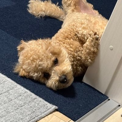 tomochannel2023's profile picture. はしたないエンジニア