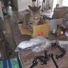 ThatCatDude's profile picture. Me and my lady, 8 cats, and a ceaseless fight against injustices suffered by animals. #Anipal #AnimalRights #wlf