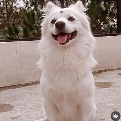 TheDailyDish94's profile picture. بارك الله فيك