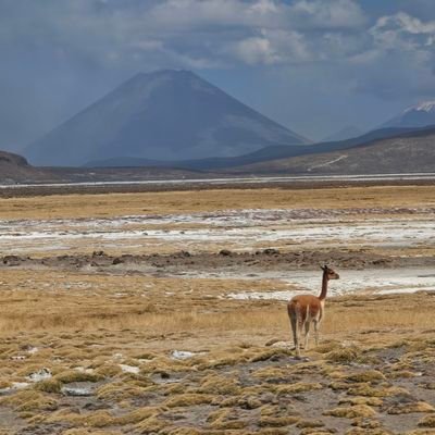 GeoGuessrやっています
実力はさておきペルーMAP勢です アマゾンは分かりません
アイコンはビクーニャです