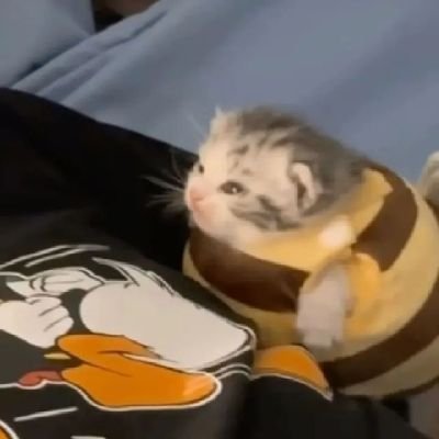 JinjinA1091's profile picture. 