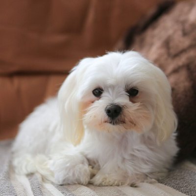 DogieBella's profile picture. Bella is saying hello to the world🐾🐾
She is 8 Years old
She is from Newyork