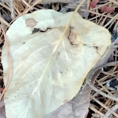 Lagoona334's profile picture. random groyp | Iryna Zarutska, Austin Metcalf, Logan Federico, Laken Riley, Rachel Morin, how many more?