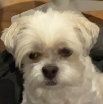 lugiop's profile picture. i like to draw the sheep.