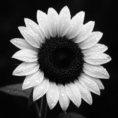 AmericaPartyPdy's profile picture. 