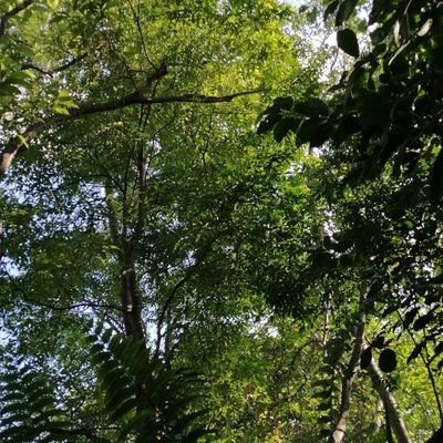 patapie's profile picture. 