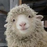 Sheepfemboy♡ (@shysheepp) 's Twitter Profile