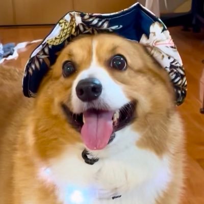 corgi_616161's profile picture. 🐾ロイの成長記録📖🐾犬種→ウェルシュ・コーギー・ペンブローク🐶6歳の男の子😳🚹🐾名前は【ロイ】💙我が家の王子はもふもふのわがままボディ🐷TikTokやってまーす🎵見てね🥰