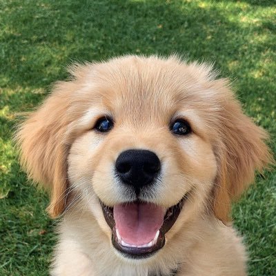 My dog 🐶 get interest and got 9inches in me on https://t.co/bUUI78qXpU
