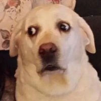 DarwinPeixe (@darwinpeix3) 's Twitter Profile