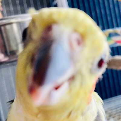 ned_ballad's profile picture. Software engineer and bird lover. I like Nintendo, mostly Smash Bros, Pokemon and Zelda. [he/him]