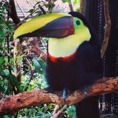 Programmer that loves videogames and music / High level SSF2 player / Beginner Artist / ATLYSS & DELTARUNE FANGIRL / 23yo / ENG-SPA-FR / Banner by Ezcrime