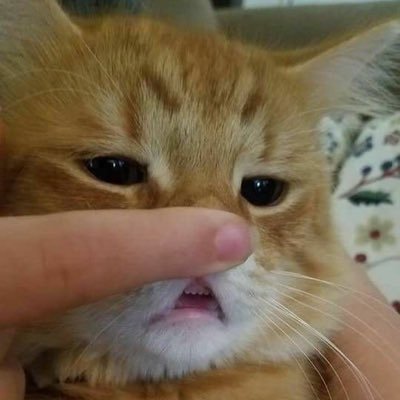 cuuuddles's profile picture. 