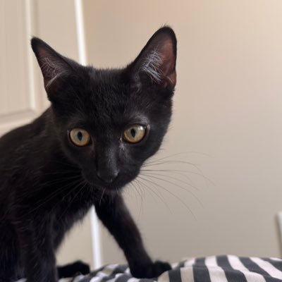 AbelMitche1879's profile picture. Just