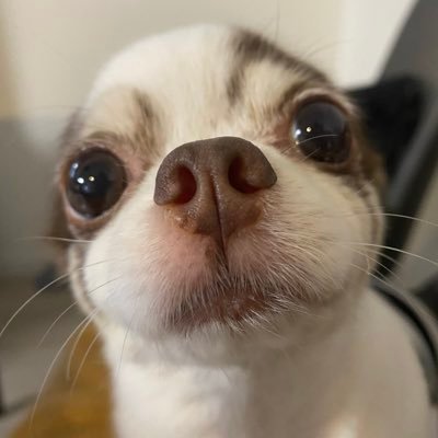 uS7ajEUfQS77247's profile picture. NC25期生💻SNSデザイン勉強中🐣 チワワちゃんと暮らしてます🐶