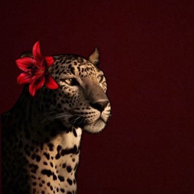 siimbiiii's profile picture. a woman of many rebirths