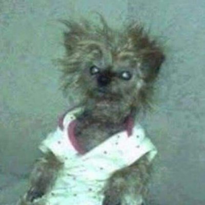 ErizoOfficial's profile picture.