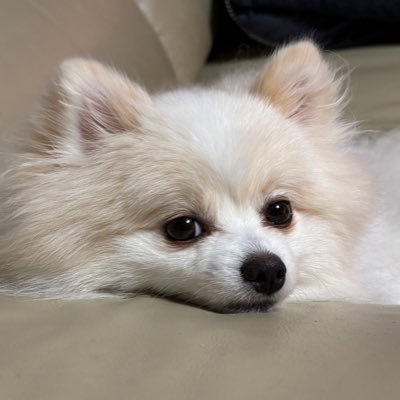 ぱぴこさんのプロフィール画像