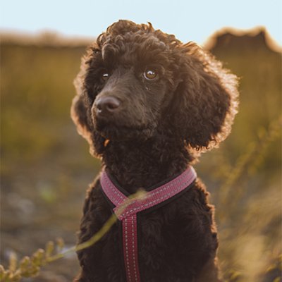node_school's profile picture. Father, dog owner, developer, it-sec interested.

Passionate about self-hosting at https://t.co/KqzmtDwjcg