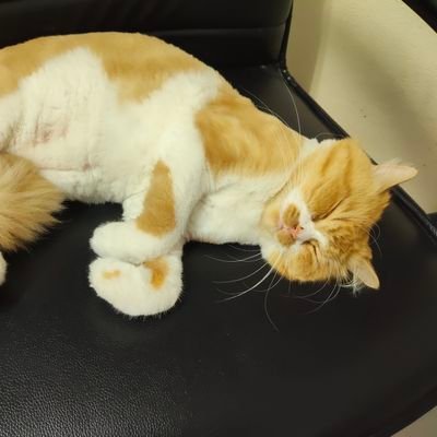 pungitl's profile picture. 