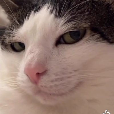 Mali1AI's profile picture. LLM, Python, Generative Media, Automation, Codex