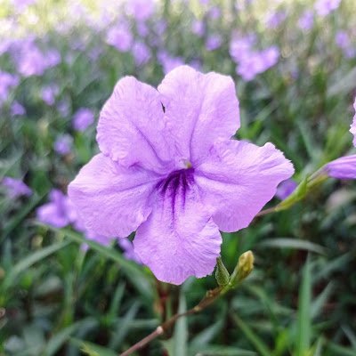 VinhVan448027's profile picture. 