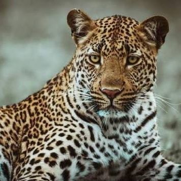 Undiluted bitter truth | Eziokwu bu ndu | Okwu asi bu onwu | I am ancient & modern 🐆