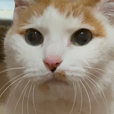 ribbonchannn's profile picture. 