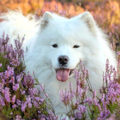 ZoyakaMart's profile picture. 🐾 Living that paw-some life
 🐶 Dog enthusiast
📸 Sharing daily pet vibes