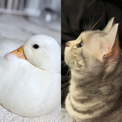 ばぐ‎🍒未唯🐈すー🪿さんのプロフィール画像