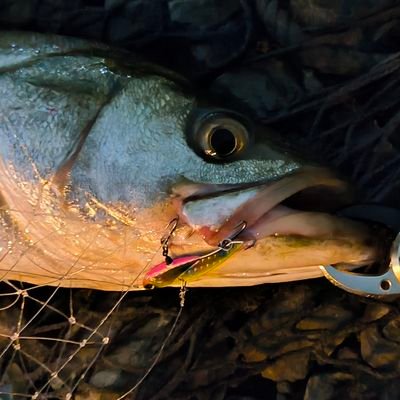『釣り垢』荒川のシーバス動画を見て2024年秋10数年ぶりに復活🎣釣り歴50数年、もう体力もちません💦笑
釣り垢以外は即ブロックだよ~ん(笑)