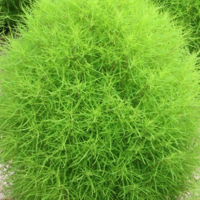 timeleszのこと叫びたくてとうとう作ってしまったタム垢🕰️ /とてつもなく💚寄りの箱推し/タイプロ新規/0歳児育て中/元嵐FC💛(入金忘れで退会🫠)/トプ画はもふもふコキア/無言フォローしがちです🙇♀️