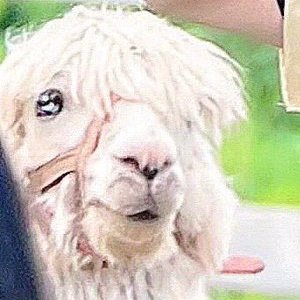 fine_0n's profile picture. 成人済 ᐡ ˒ ̫ ˓ ᐡ っ (´•.̫ • )←スパイシー🍛UʘᴥʘU