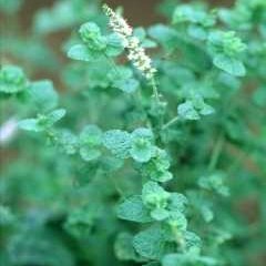 ha_cca_mint's profile picture. ☯️本気で #JuiceJuice @JuiceJuice_uf を推す！！

#段原瑠々 リーダー
#井上玲音 サブリーダー
#工藤由愛 #松永里愛 ゆめりあい
#有澤一華 #入江里咲 #江端妃咲 動画🎥担当 #えばプロ
#石山咲良 #遠藤彩加里 さくりんご
#川嶋美楓
#林仁愛

@angel_raindrop