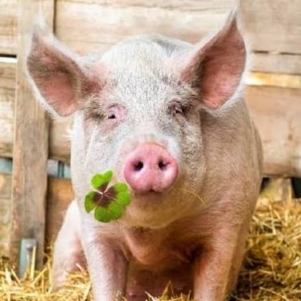 Didlau 🇫🇷 🌿 Profile