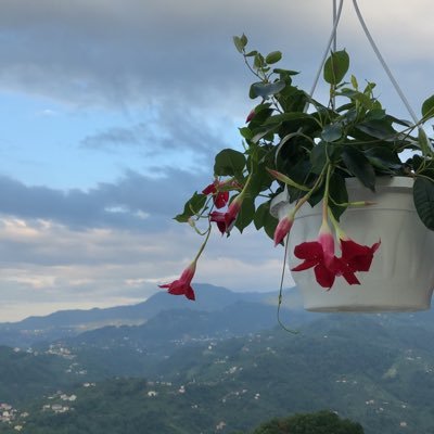 Leen1111's profile picture. Developer & UX Designer