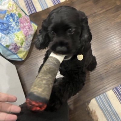 joegoldberg306's profile picture. Full blown narcissist 😈