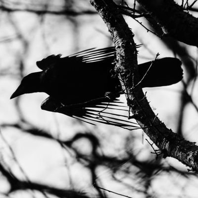 Twisted_Magpie's profile picture. Photographer