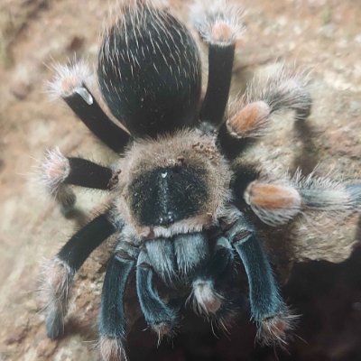 TarantulaSeba's profile picture. こんにちは！タランチュラを飼っています 将来は繁殖に挑戦したい！タランチュラ好きと繋がりたいです！