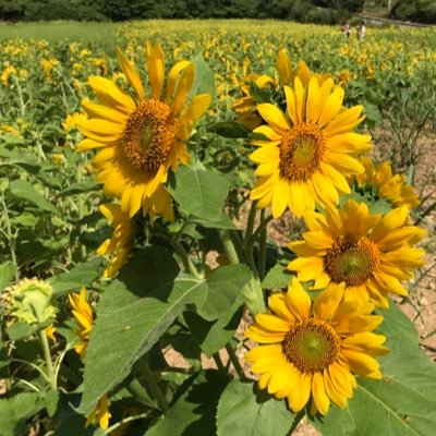 a_miiiko31's profile picture. 2025年夏、気づいたら森カンナさんの沼から抜け出せず、気づいたら加藤史帆さんから目が離せない日々。好きな曲は嘆きのDeleteです。