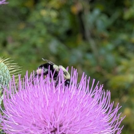 Gardening for food. And animals! Right in the middle of Lancaster! Population 250,000!