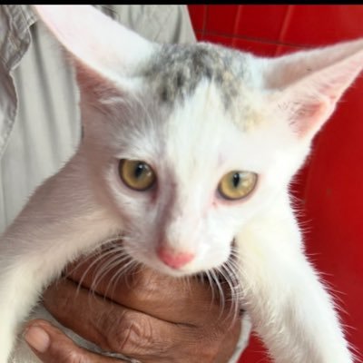 oyu_odekake's profile picture. お出かけ♨️フォロバお気遣いなくです。大したことはつぶやきませんが、リアルタイムポストなためここだけ話でお願いします🙏