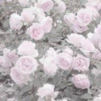 柩の夜会*。(柩みる) (@freshqlame37689) 's Twitter Profile