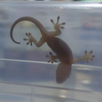 kr_dmmk's profile picture. 爬虫類飼育アカウント🦎🐢🐢　
ミシシッピアカミミガメ♂♀/2025年9月4日〜ニホンヤモリBaby⬅️
ヤモリの飼育初めてです🥹無言フォロー失礼します！DM❎️返信不可です