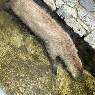 TKKOsoSHe427040's profile picture. 